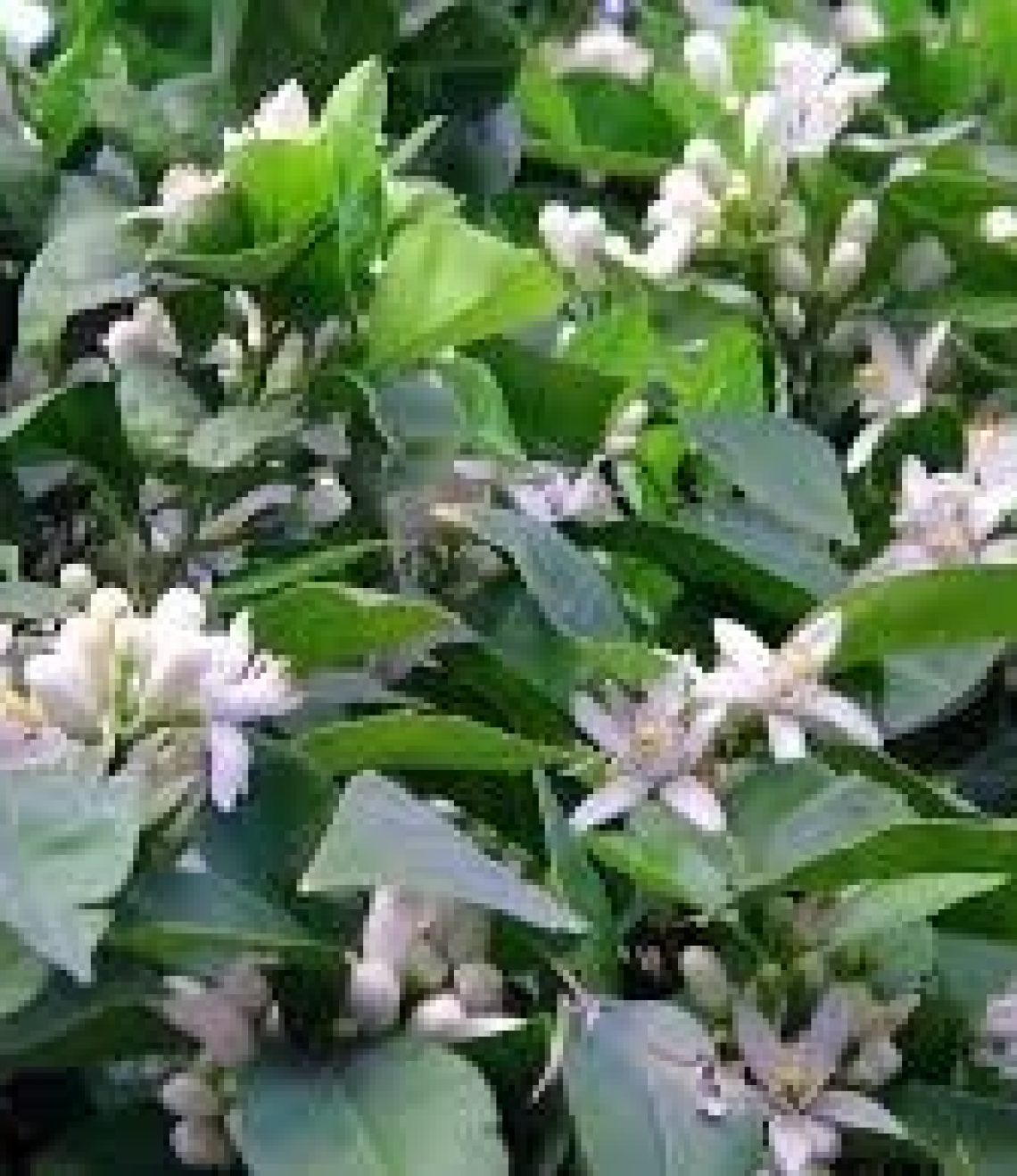 aceite-de-masaje-azahar