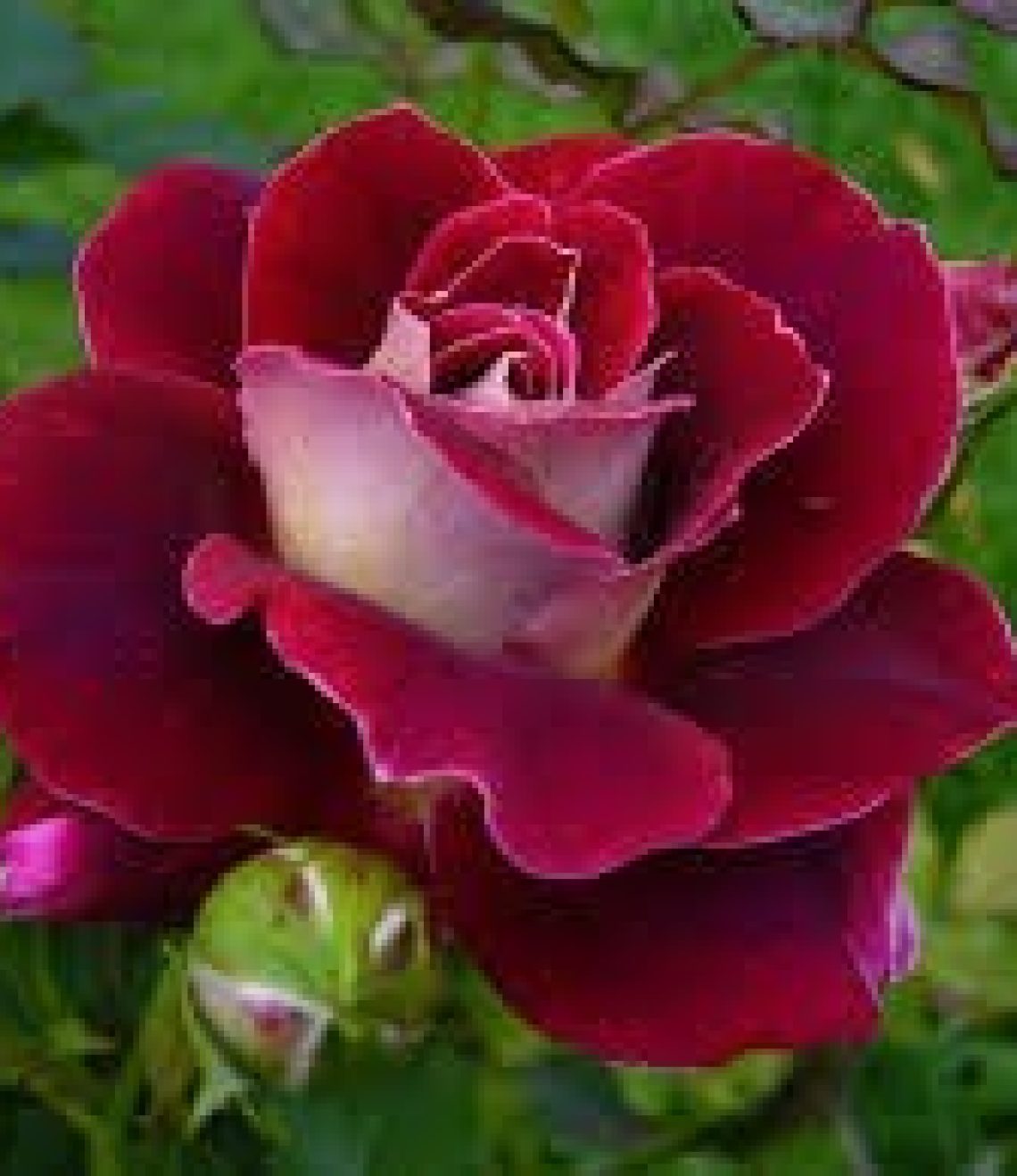 aceite-de-masaje-de-rosas