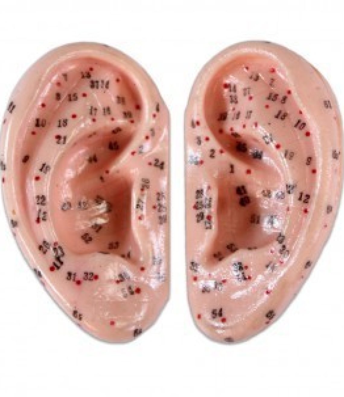 auriculoterapia-modelo-anatomico-1-1-par