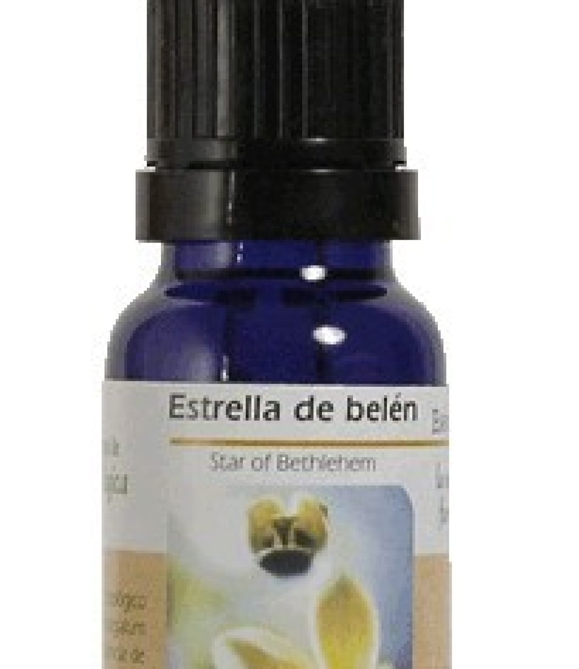 esencia-star-of-bethlehem-estrella-de-belen-ba19