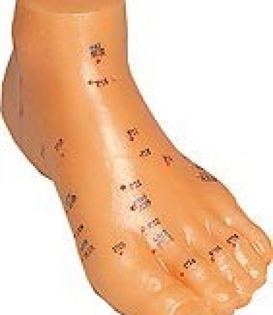 modelo-anatomico-de-pie-15cm