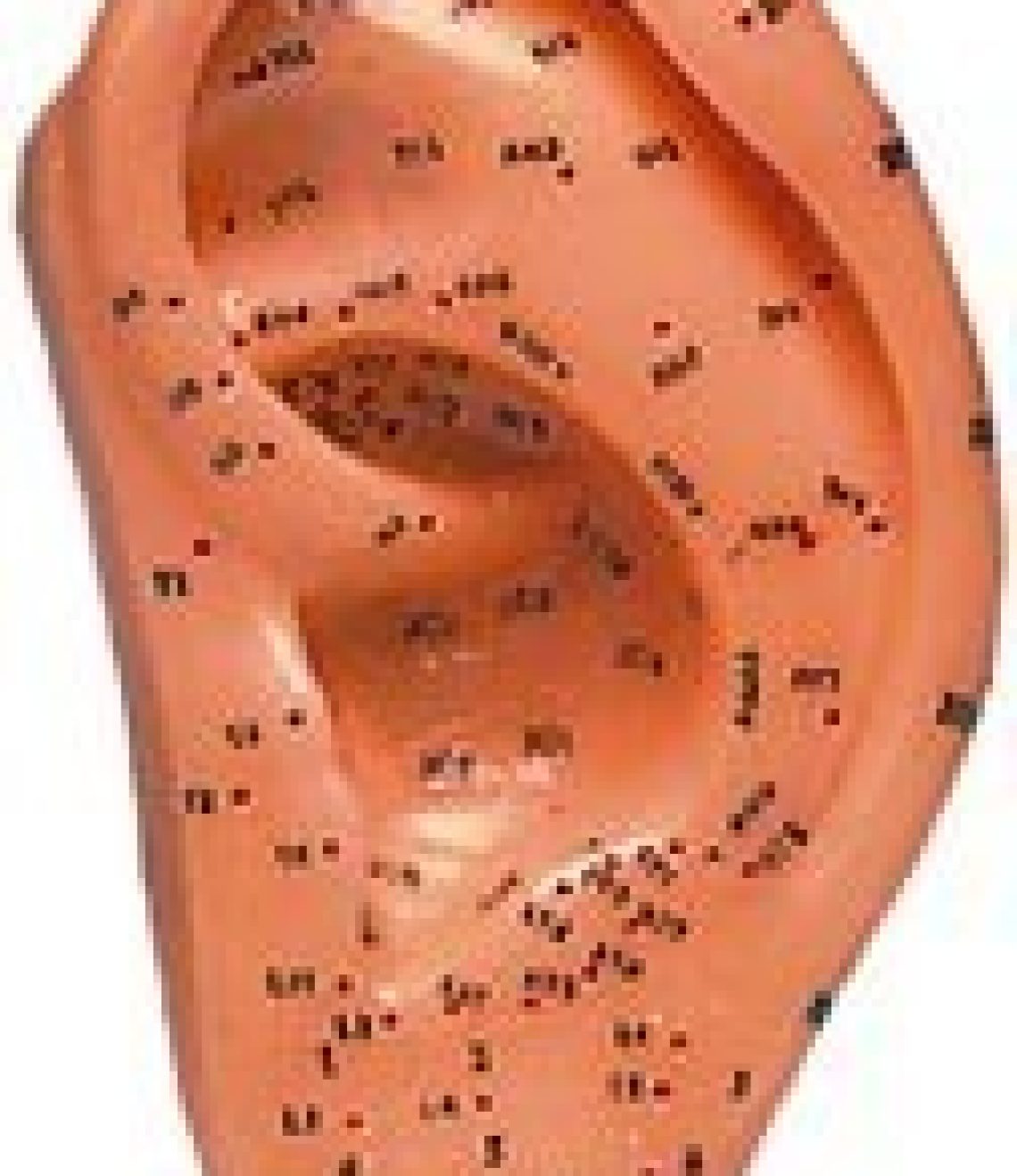 modelo-anatomico-oreja-silicona-40cm