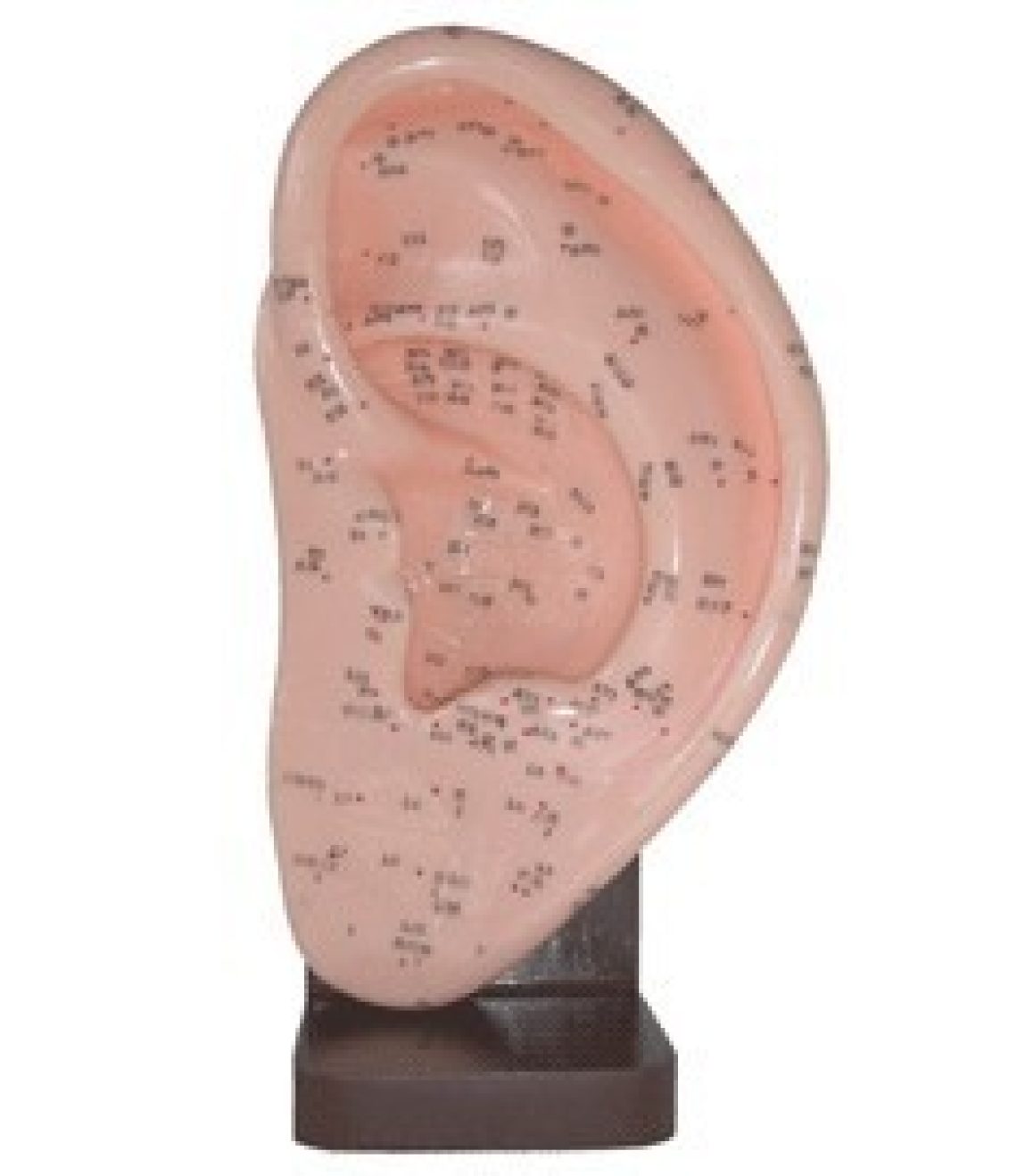 modelo-de-oreja-para-acupuntura-23cm