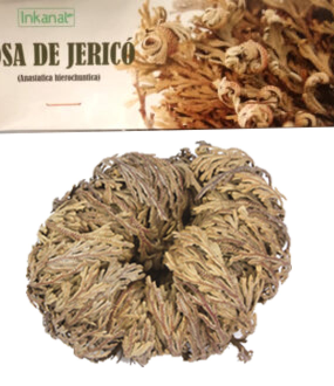 rosa-de-jerico-bolsa-1-und